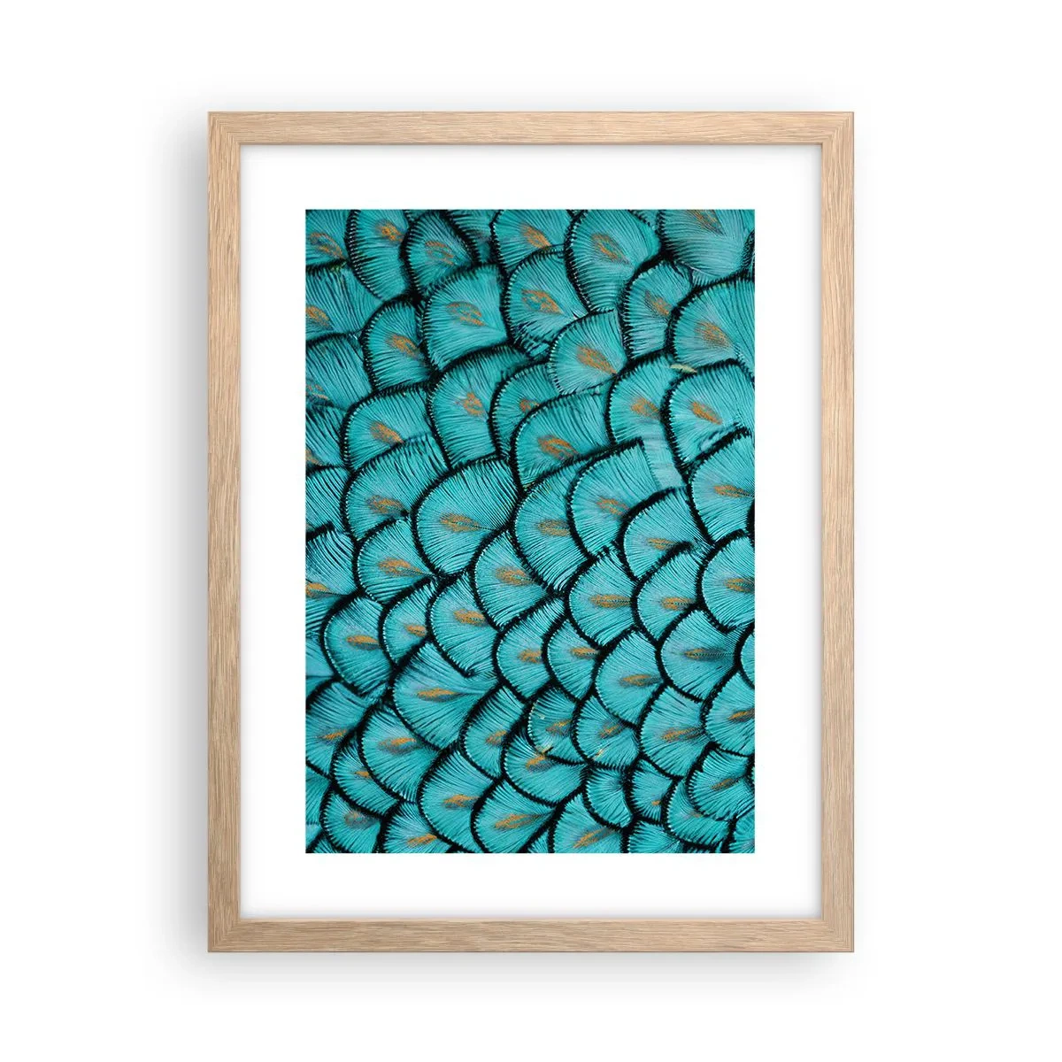 Plakat i ramme af lyst egetræ - Den store fjer-galla - 30x40 cm