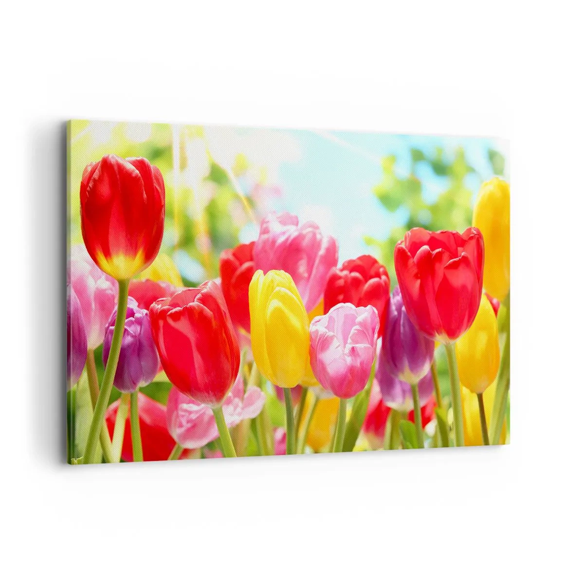 Lærredstryk - Billede på lærred - Det er os, maj måneds farver! - 120x80 cm