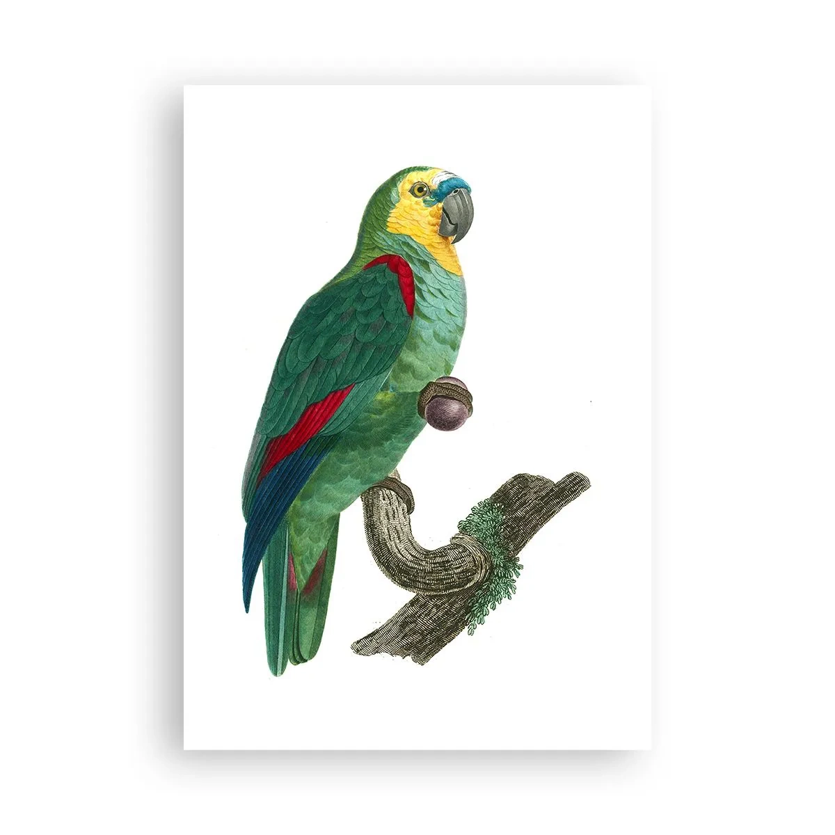Plakat - Papegøjeportræt - 70x100 cm