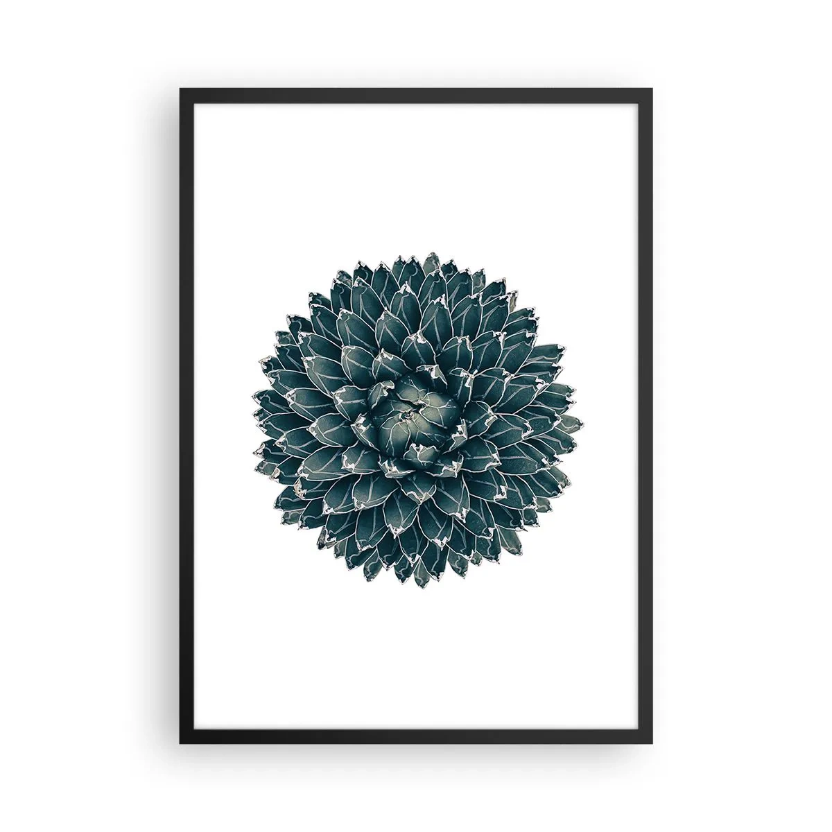 Plakat i sort ramme - Detalje af en sukkulent med et symmetrisk bladarrangement - 50x70cm - Ørkenstjerne - Moderne vægdekoration til stue og soveværelse ARTTOR