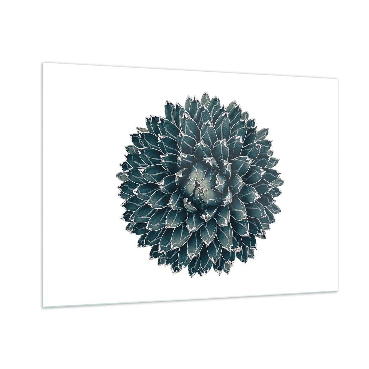 Billede på glas - Ørkenstjerne - 100x70 cm