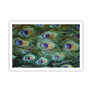 Plakat - En påfugls blik - 91x61 cm