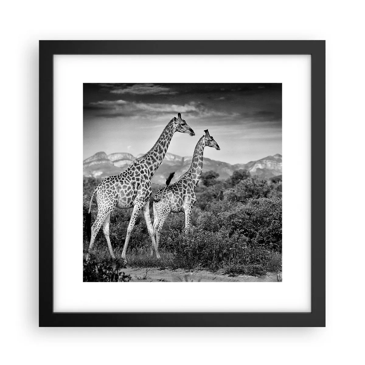 Plakat i sort ramme - Afrikas overklasse - 30x30 cm