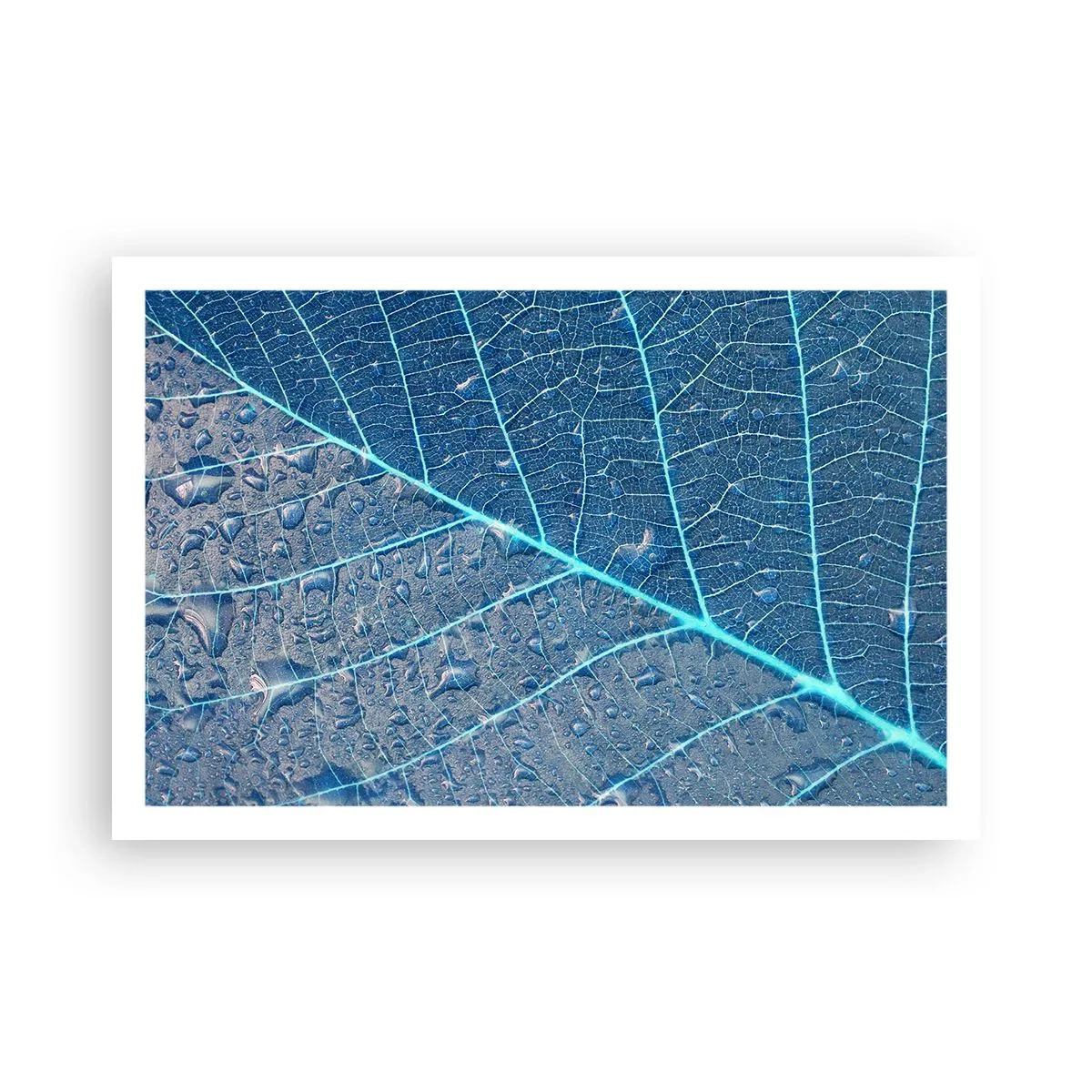 Plakat - Livet i det blå - 91x61 cm