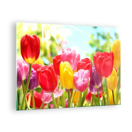 Billede på glas - Farverige tulipaner i forårssolens lys - 70x50cm - Det er os, maj måneds farver! - Moderne vægdekoration til stue og soveværelse ARTTOR