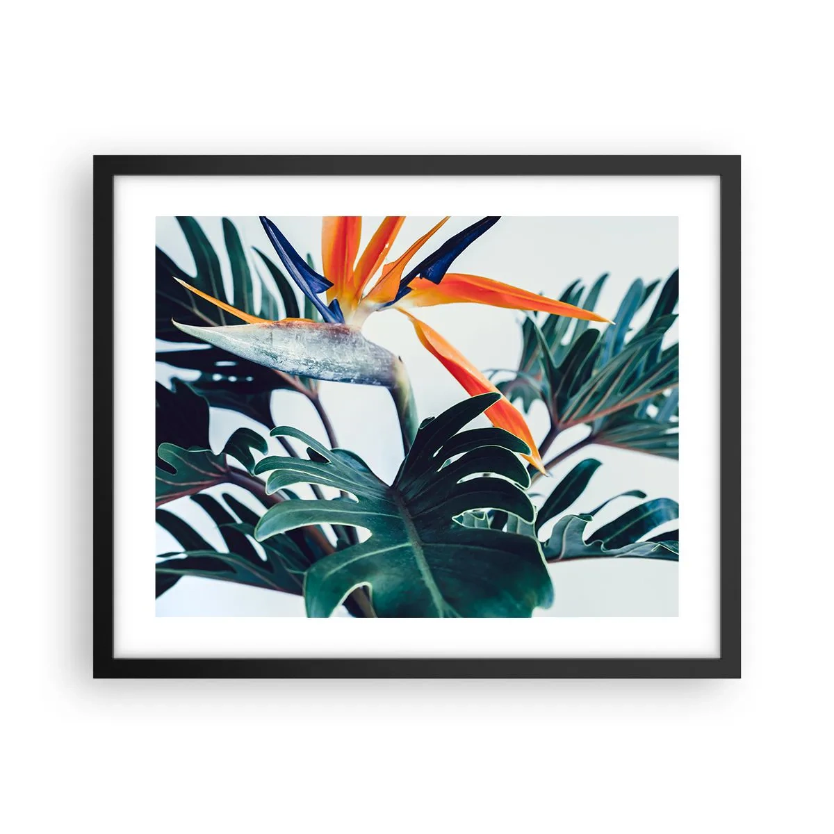 Plakat i sort ramme - Fuglebur - 50x40 cm
