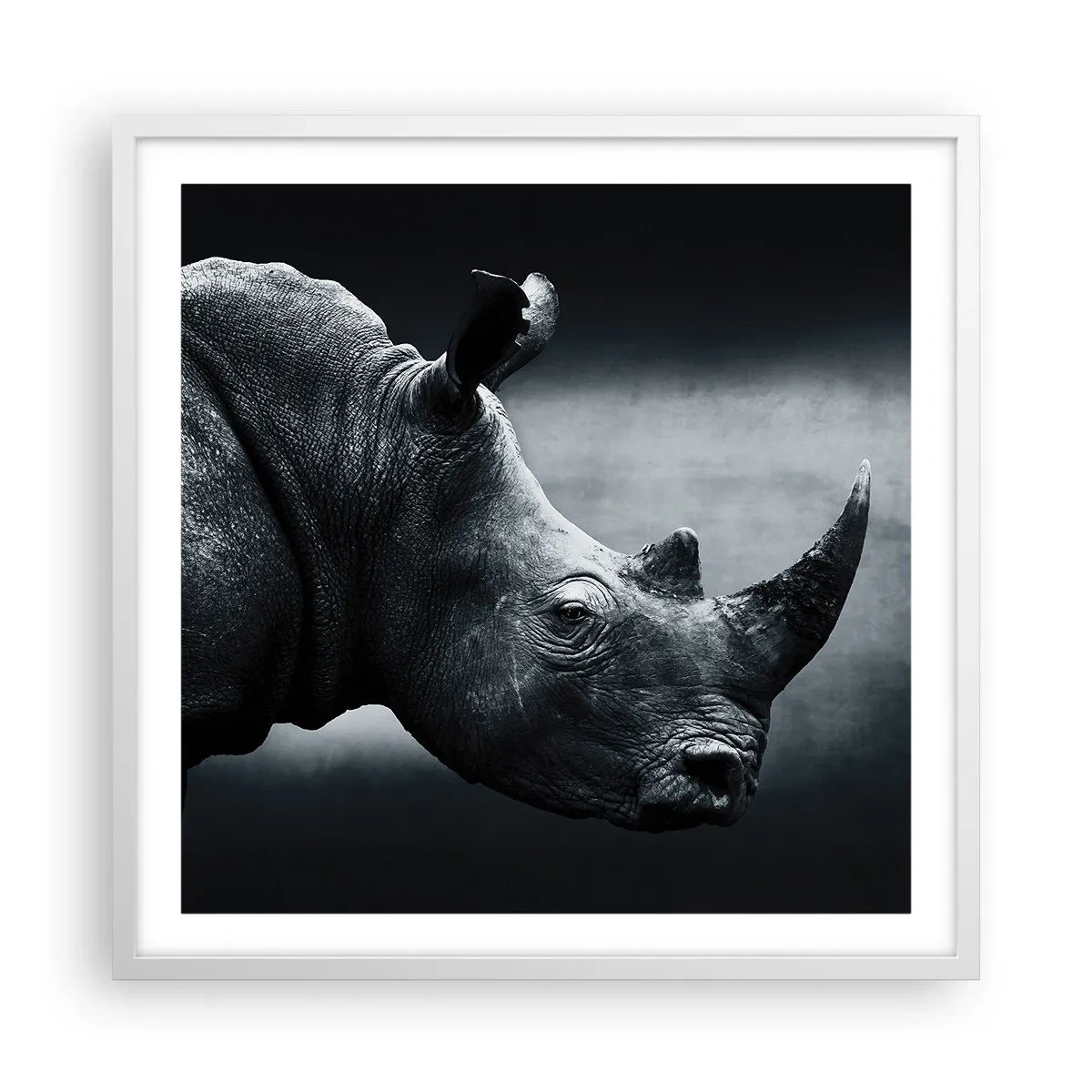 Plakat i hvid ramme - Højre profil - 60x60 cm