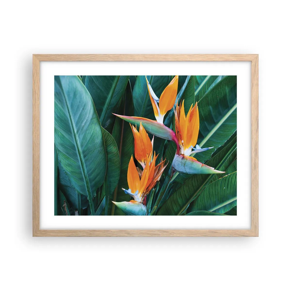 Plakat i ramme af lyst egetræ - Er det en blomst eller er det en fugl? - 50x40 cm