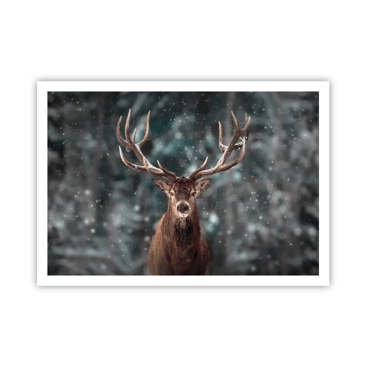 Plakat - Skovens konge kronet - 100x70 cm