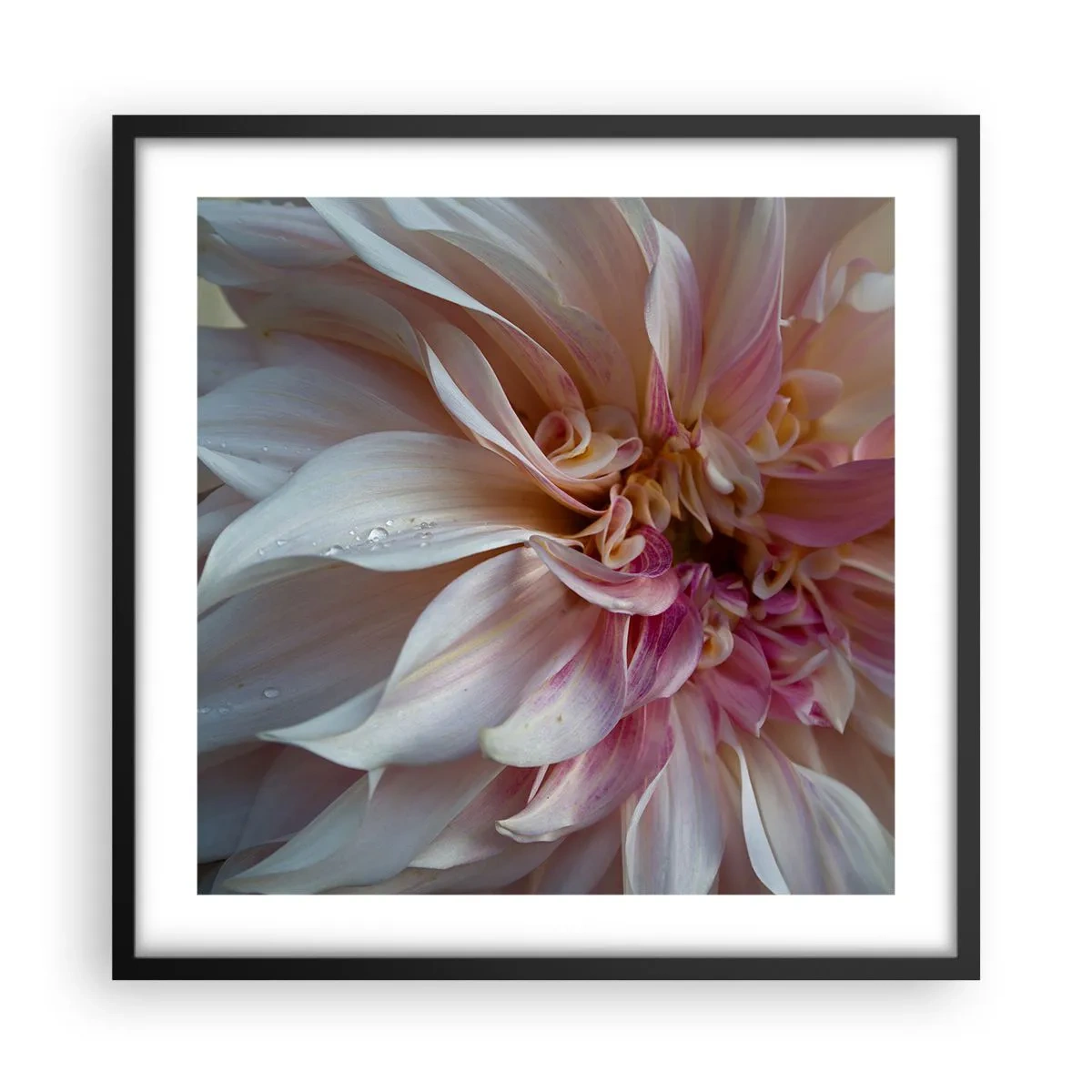 Plakat i sort ramme - Blomstrende friskhed - 50x50 cm