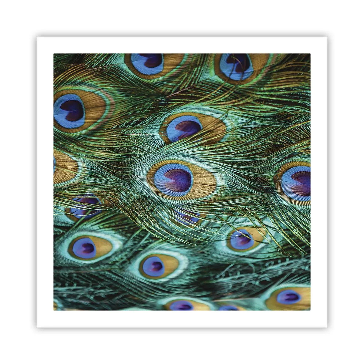 Plakat - En påfugls blik - 60x60 cm