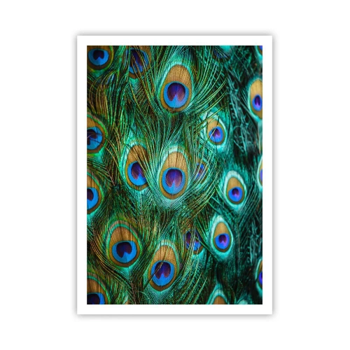 Plakat - En påfugls blik - 70x100 cm