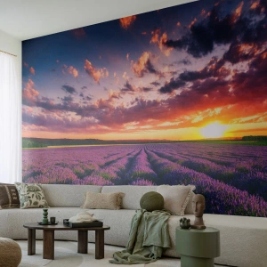 Fototapet Standard Eco - Lavendelverden - Landskab, Lavendelmark, Lavendel - 350x256 cm