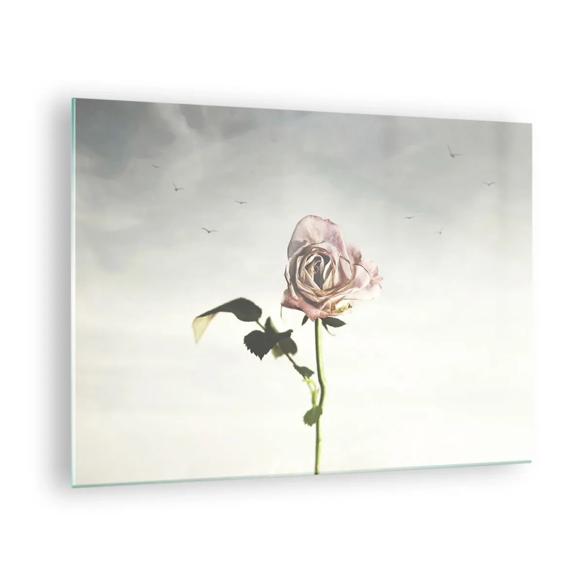 Billede på glas - En sart rose mod himlen med flyvende fugle - 70x50cm - Velkomst til foråret - Moderne vægdekoration til stue og soveværelse ARTTOR