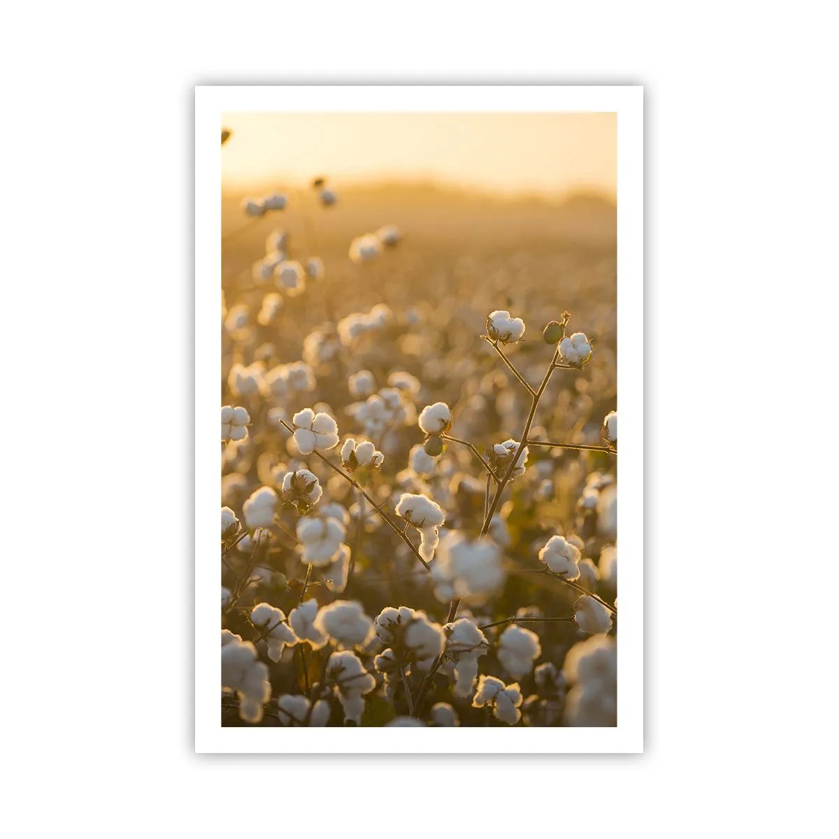 Plakat - Et luftigt felt - 61x91 cm