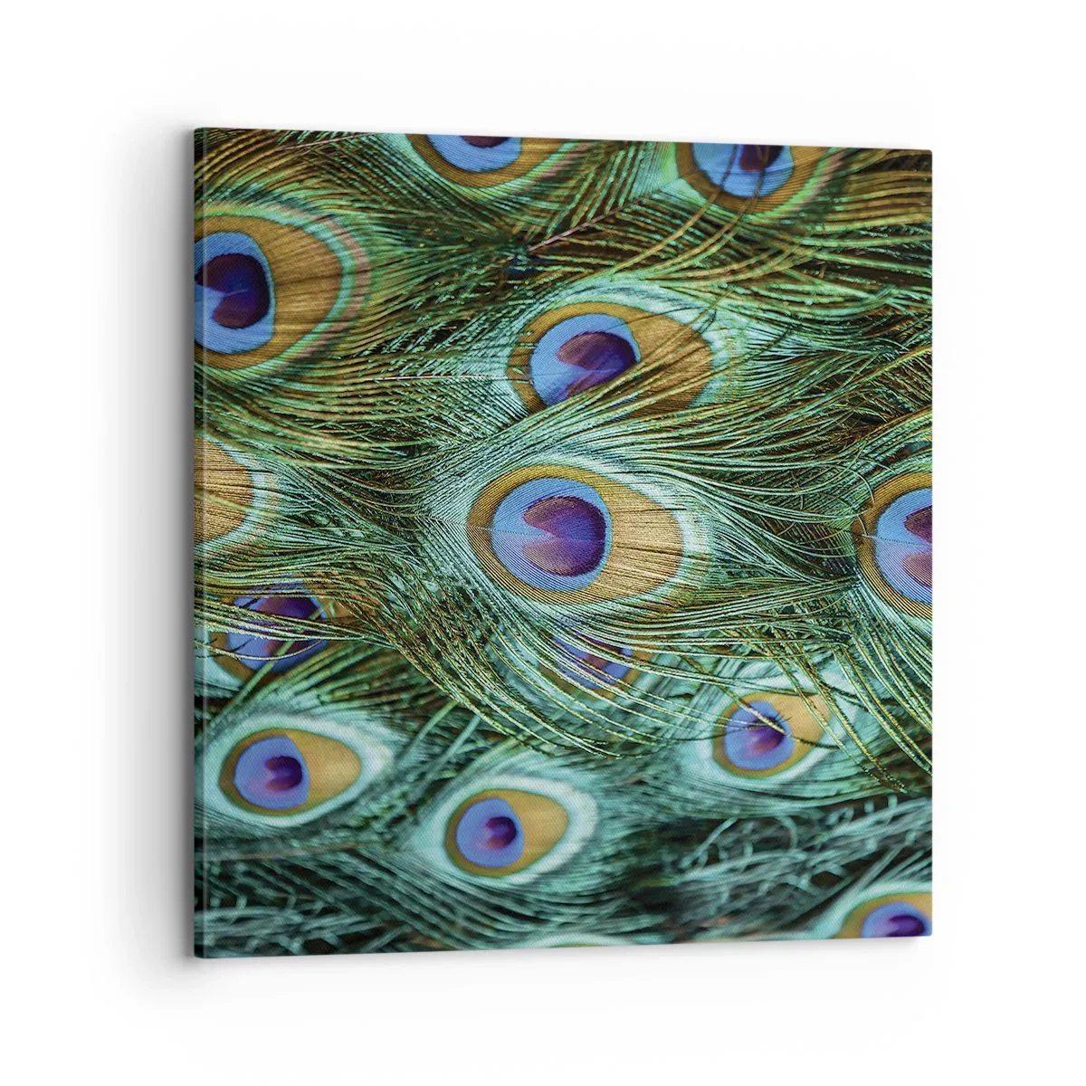 Lærredstryk - Billede på lærred - En påfugls blik - 70x70 cm