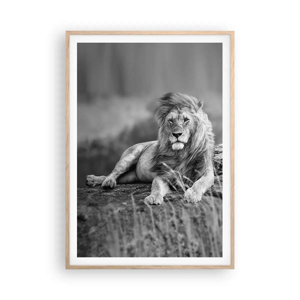 Plakat i ramme af lyst egetræ - Kongelig siesta - 70x100 cm