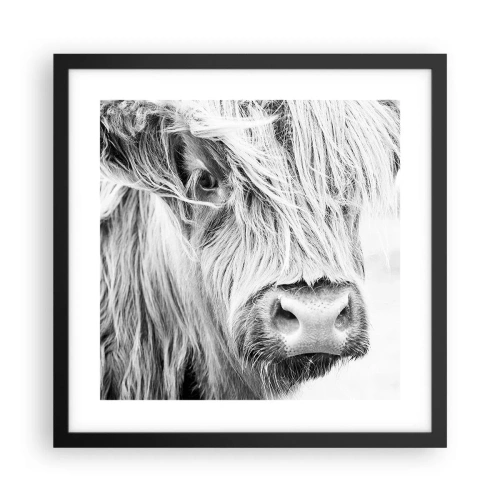 Plakat i sort ramme - Skotsk vildmark - 40x40 cm