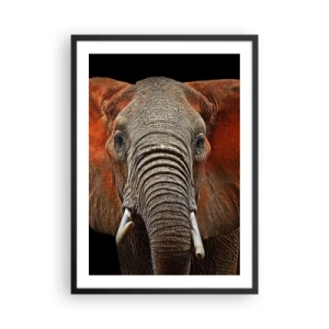 Plakat i sort ramme - Portræt af en majestætisk elefant mod en sort baggrund - 50x70cm - Jeg er vild, er du? - Moderne vægdekoration til stue og soveværelse ARTTOR