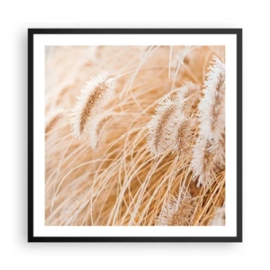 Plakat i sort ramme - Gyldent susen af græsser - 60x60 cm