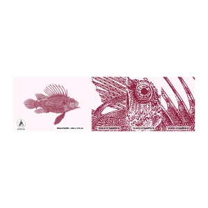 Fototapet Prøve Standard Eco - En beboer i eksotiske farvande - Fisk, Løvefisk, Tropisk - 100x30 cm