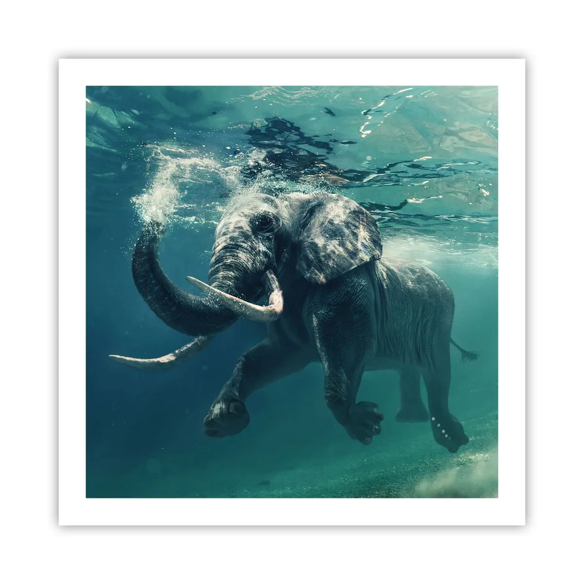 Plakat - Alle kan lide at svømme - 60x60 cm