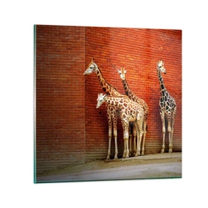 Billede på glas - Kan du se nogen akacie? - 40x40 cm