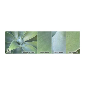 Prøve Fototapet Premium Sand - Den grønne fødsel - Sukkulent, Agave, Botanik - 100x30 cm