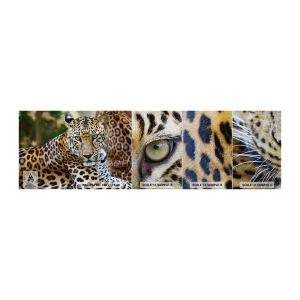 Prøve Fototapet Premium Canvas - Vild og rolig - Dyr, leopard, Afrika - 100x30 cm