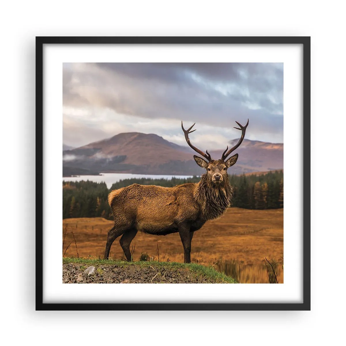 Plakat i sort ramme - Naturens majestæt - 50x50 cm