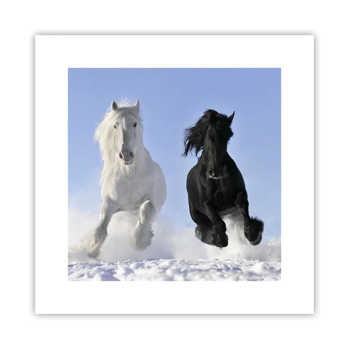 Plakat - Sort og hvid galop - 30x30 cm