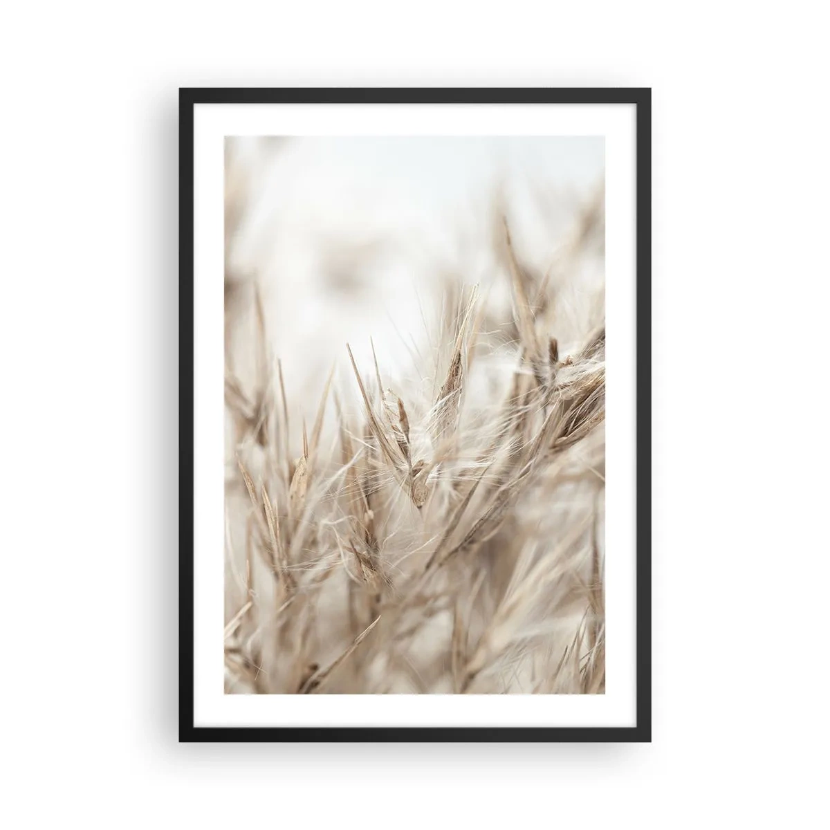 Plakat i sort ramme - Fine græspigge i beige - 50x70cm - Eng og vind - Moderne vægdekoration til stue og soveværelse ARTTOR