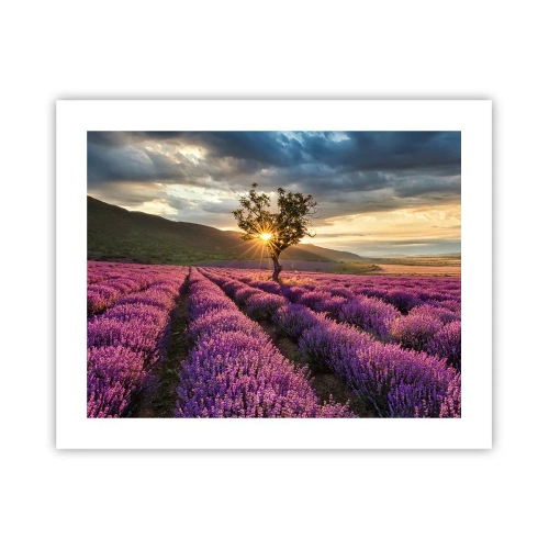 Plakat - Lilla aroma - 50x40 cm