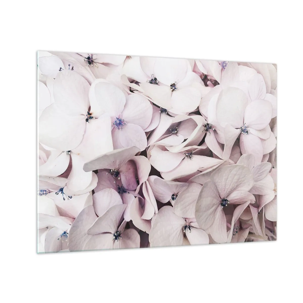 Billede på glas - Delikate lyserøde hortensiaer i nærbillede - 70x50cm - I en flod af blomster - Moderne vægdekoration til stue og soveværelse ARTTOR