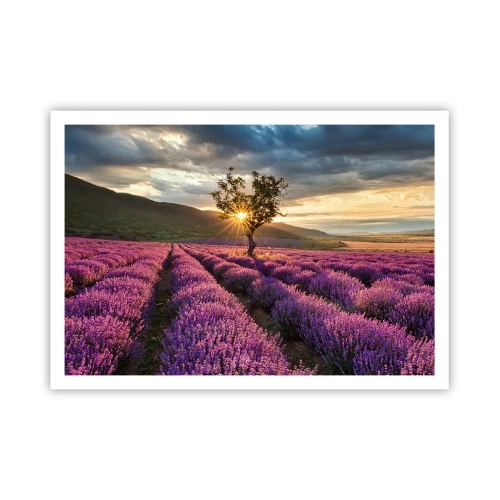 Plakat - Lilla aroma - 100x70 cm