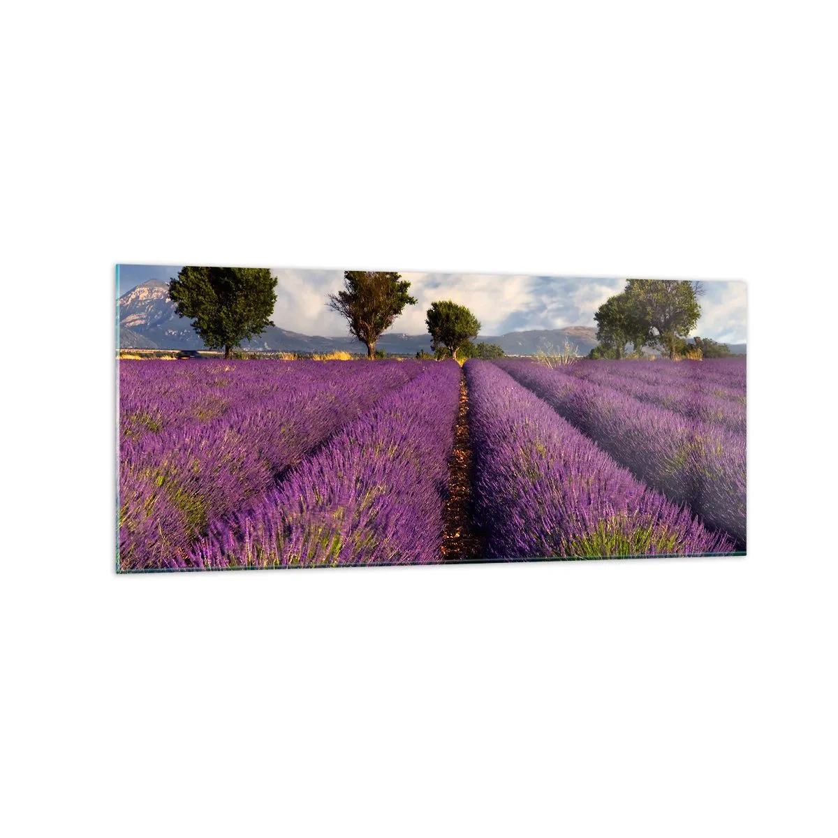 Billede på glas - Enge med lavendel - 120x50 cm