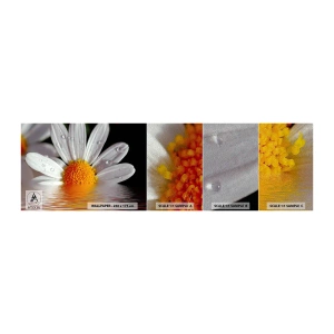 Prøve Fototapet Premium Sand - Den opgående sol på margaret - Blomst, Kamille, Natur - 100x30 cm