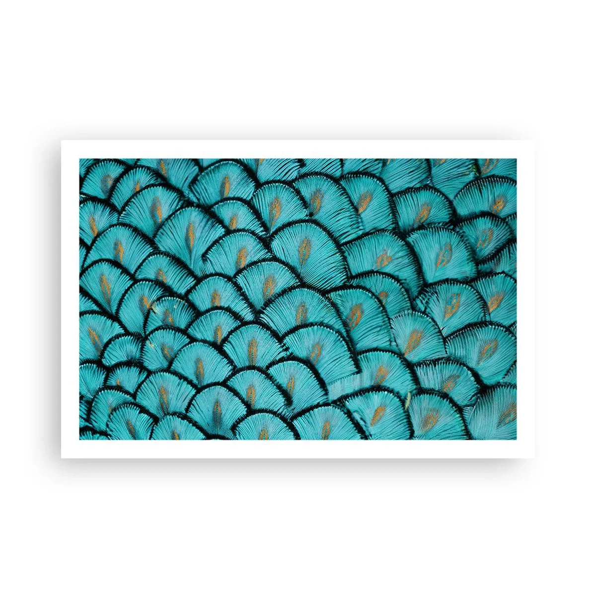 Plakat - Den store fjer-galla - 91x61 cm