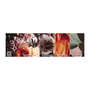 Prøve Fototapet Premium Sand - Indhyllet i skønhed - Blomster, Buket blomster, Rose - 100x30 cm