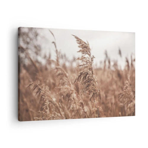 Lærredstryk - Billede på lærred - Gyldne græsser mod baggrunden af efterårslandskab - 70x50cm - Efteråret er allerede på markerne - Moderne vægdekoration til stue og soveværelse ARTTOR