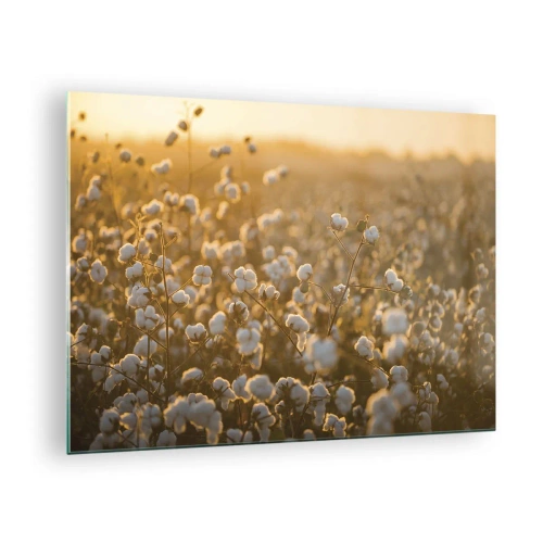 Billede på glas - Bomuldsmark ved solnedgang - 70x50cm - Et luftigt felt - Moderne vægdekoration til stue og soveværelse ARTTOR