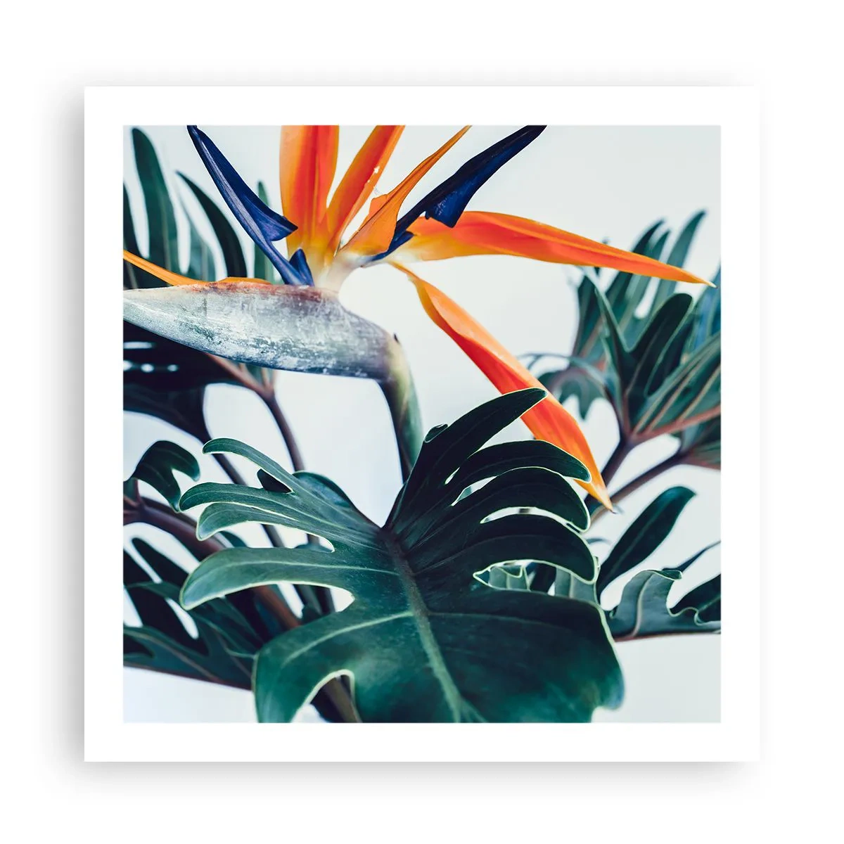 Plakat - Fuglebur - 60x60 cm