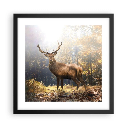 Plakat i sort ramme - I fuld majestæt - 40x40 cm