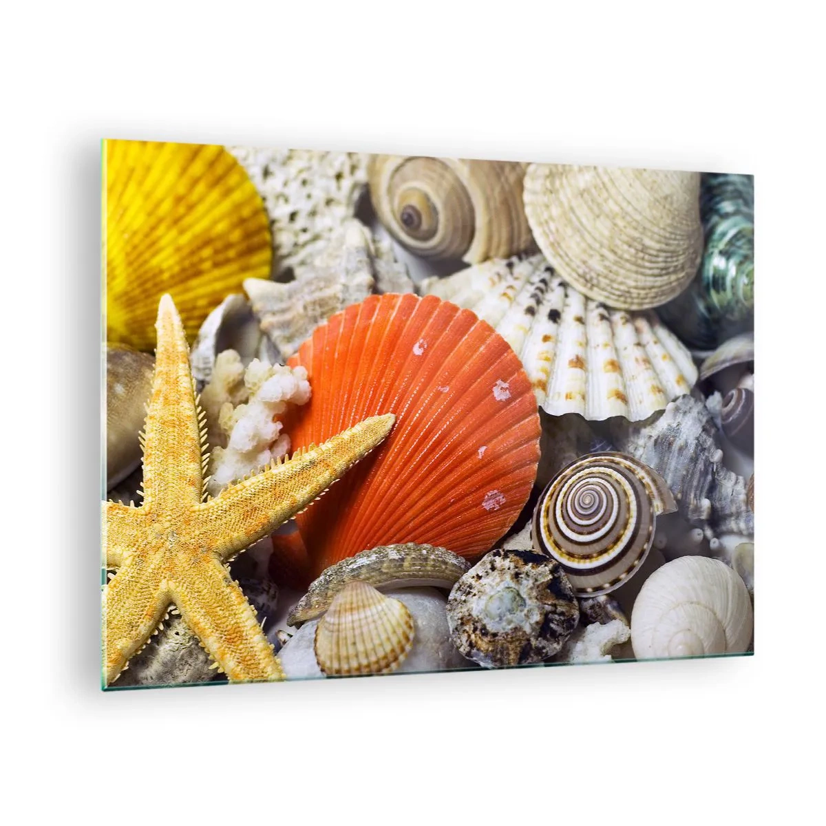 Billede på glas - Farverige skaller og søstjerner i en marin komposition - 70x50cm - Havets skatte - Moderne vægdekoration til stue og soveværelse ARTTOR