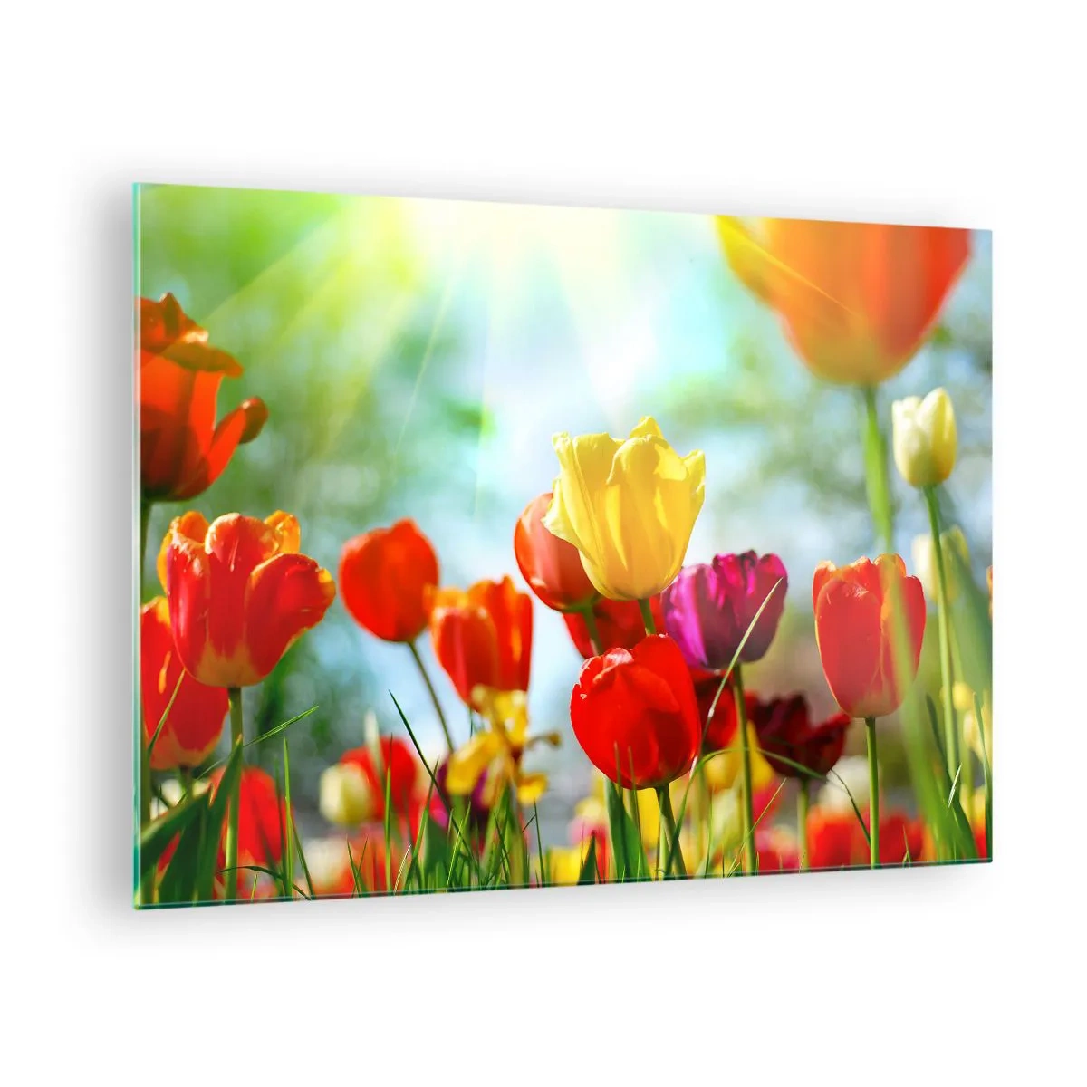 Billede på glas - Farverige tulipaner oplyst af solens stråler - 70x50cm - Alle solens farver - Moderne vægdekoration til stue og soveværelse ARTTOR