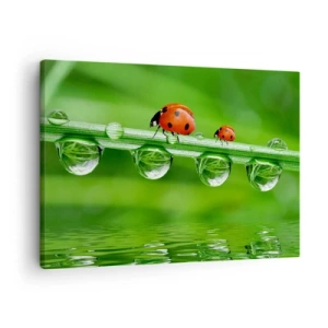 Lærredstryk - Billede på lærred - Mariehøns på et græsstrå med dugdråber i naturlige omgivelser - 70x50cm - På farten hele sommeren - Moderne vægdekoration til stue og soveværelse ARTTOR