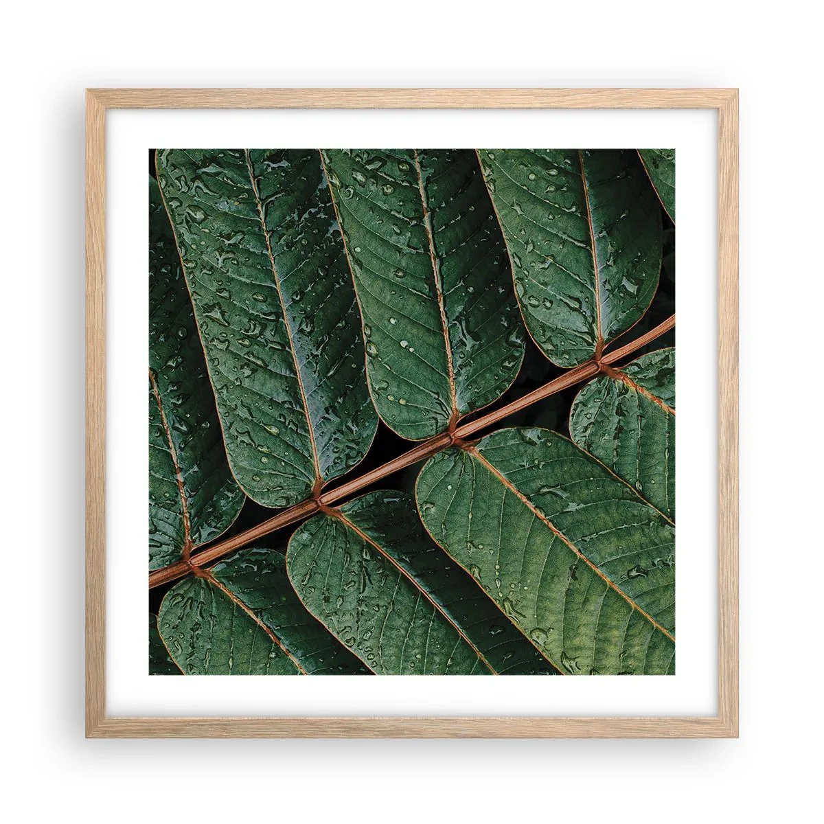 Plakat i ramme af lyst egetræ - I en grøn rytme - 50x50 cm