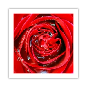 Plakat - I dråber af dug - 50x50 cm