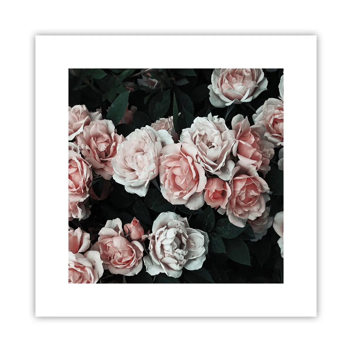 Plakat - Lyserød ansamble - 30x30 cm