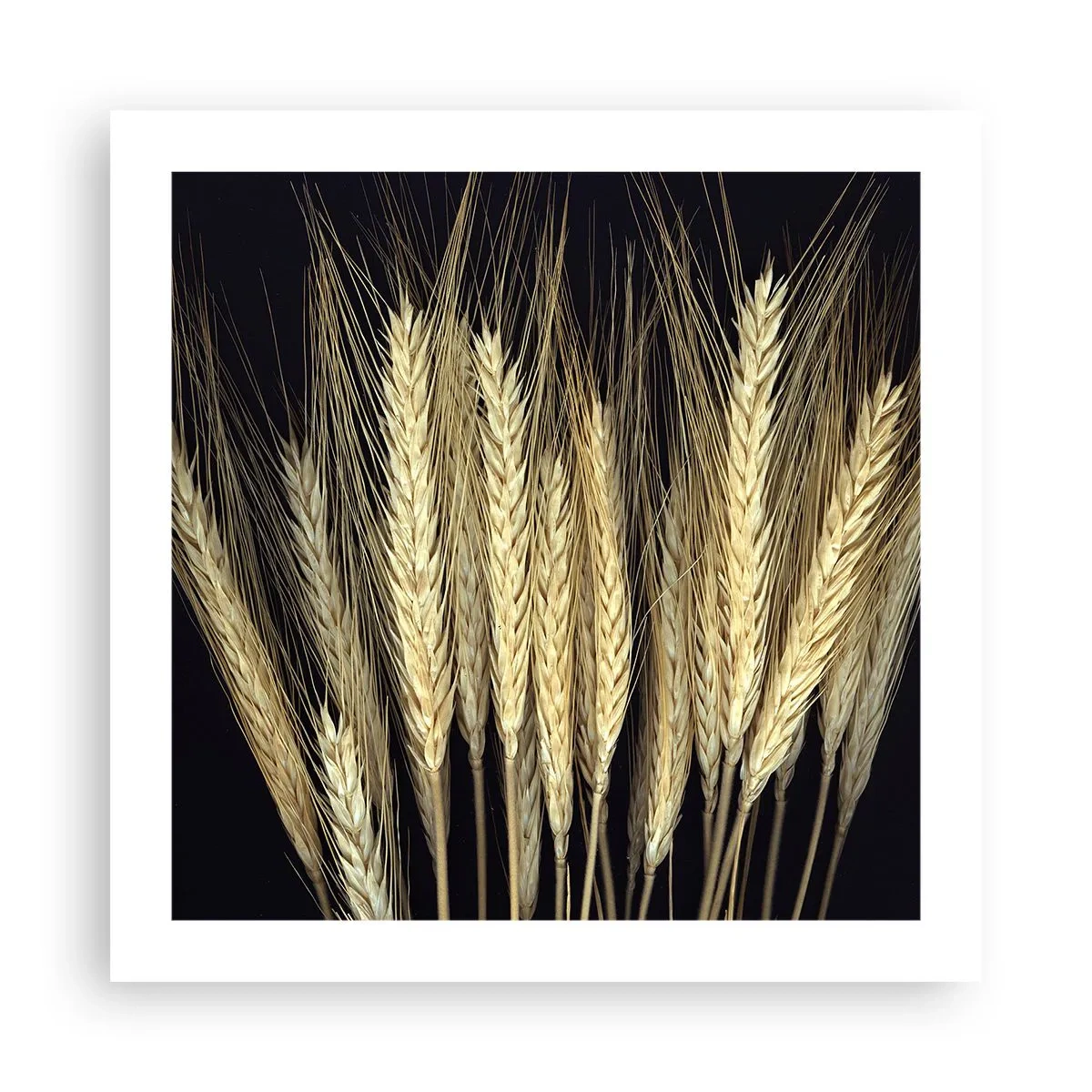 Plakat - Rustik magi - 50x50 cm